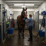 An indoor horse grooming area where a person is brushing a brown horse, surrounded by equipment and tools for horse care.