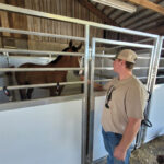 A person interacting with a brown horse inside a modern stall, featuring aluminum dividers and solid white panels, in a rustic barn environment.
