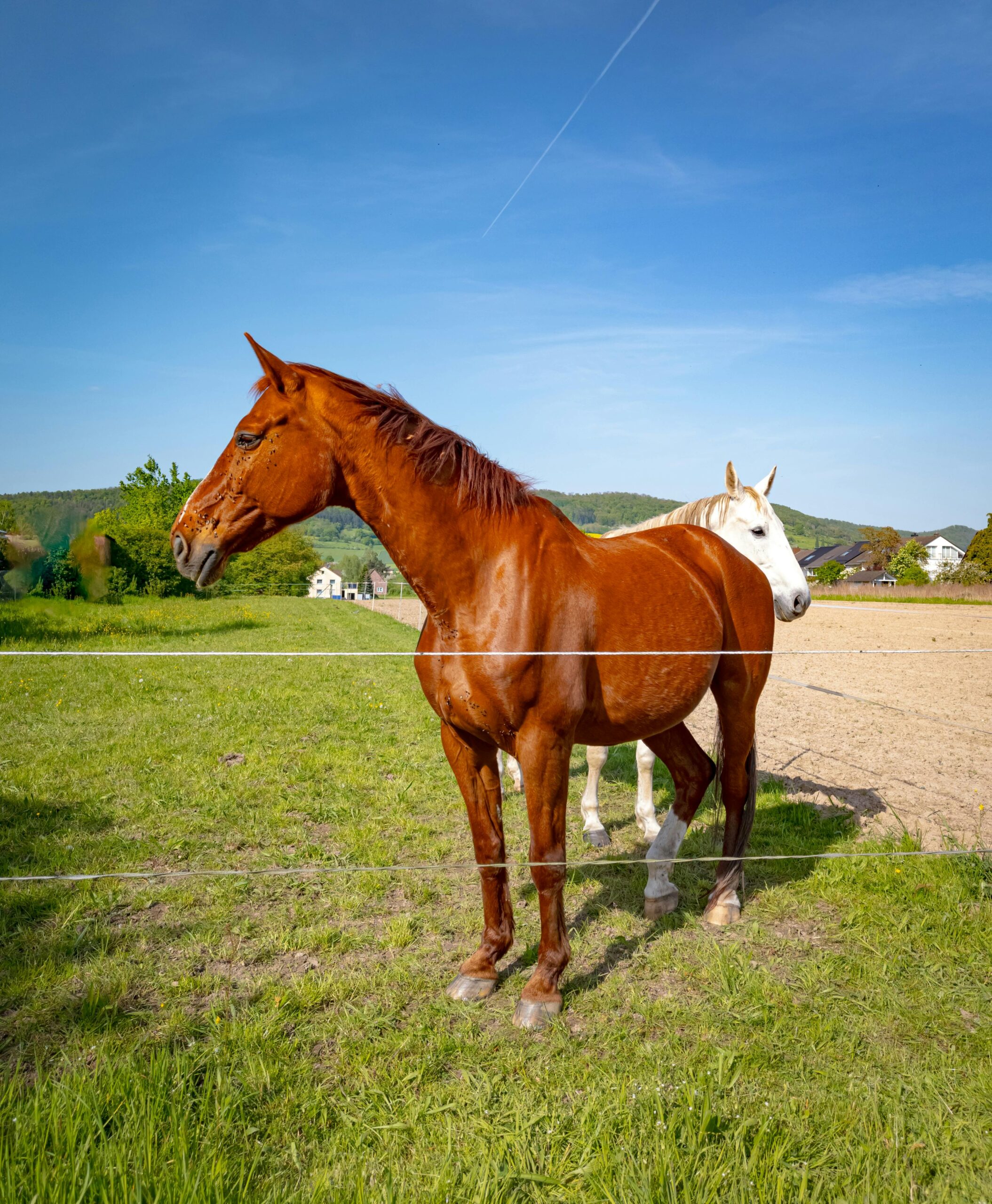 Building horse stables Australia Paddock Density: How Many Horses Per Acre