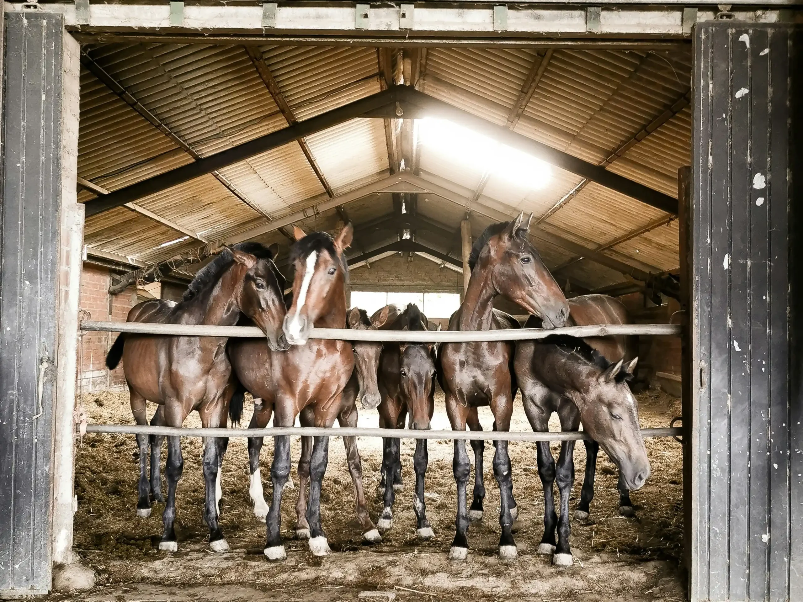 commercial stable layout design