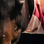 hdpe horse stable panels Import and Compliance Guide for Australian Distributors