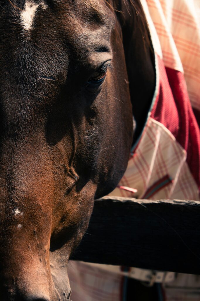 hdpe horse stable panels Import and Compliance Guide for Australian Distributors