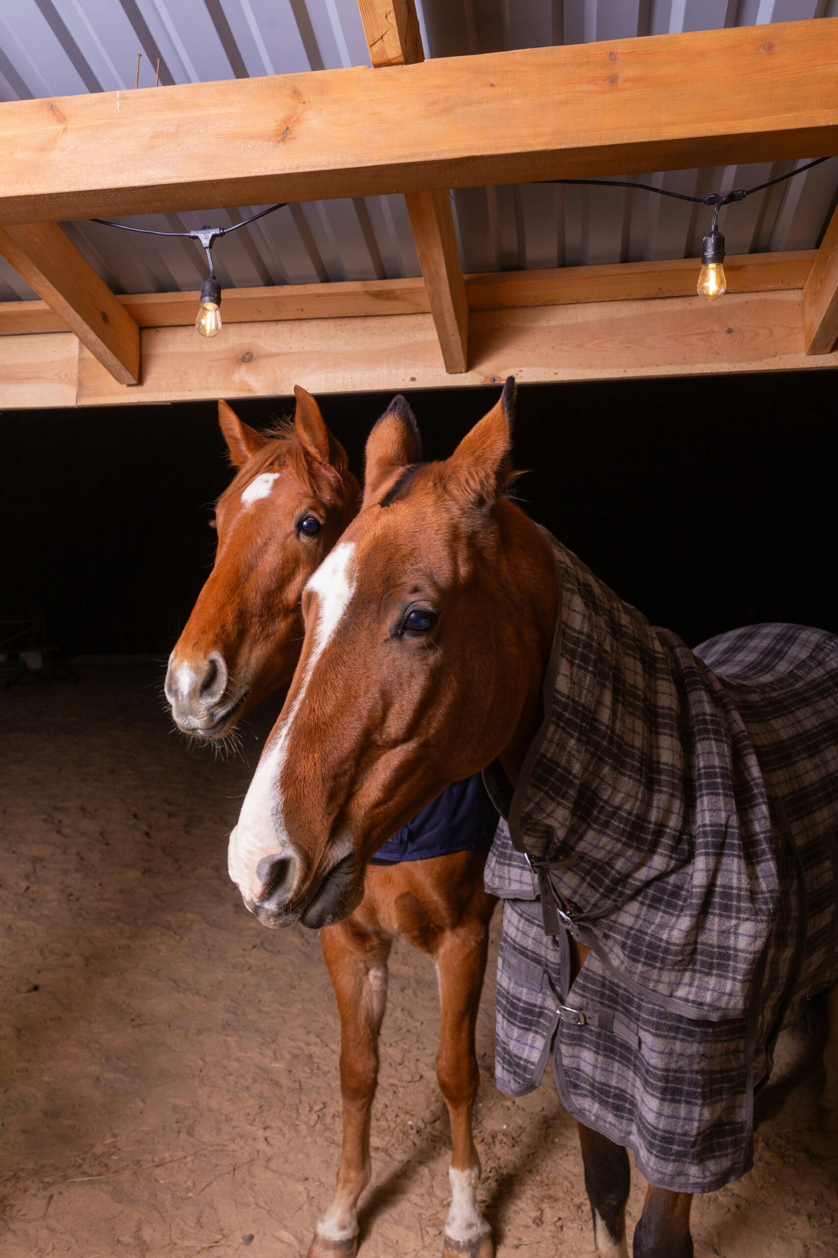 horse stall front safety Horse Barn Safety Rules