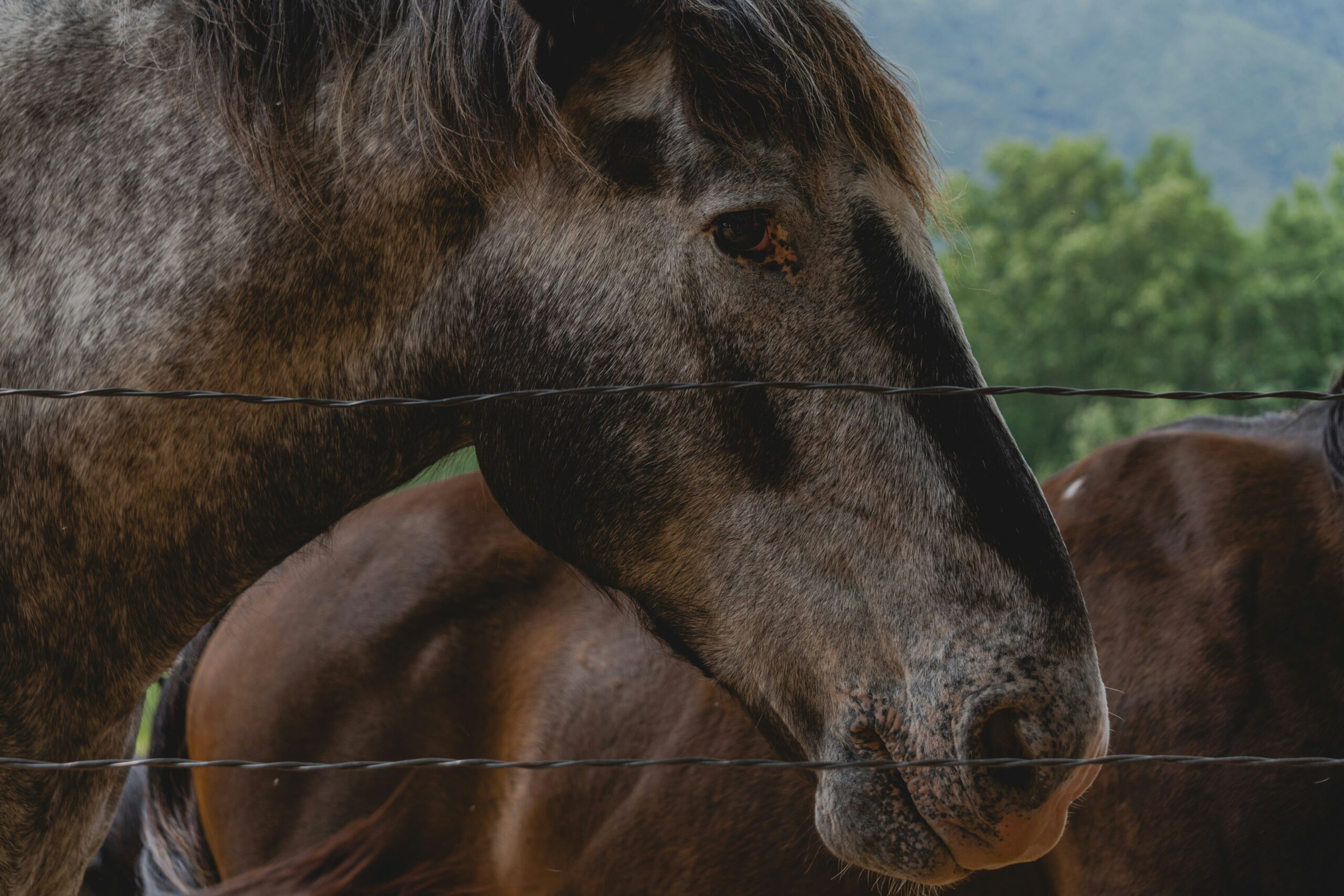 NZ stable biosecurity requirements NZ Stable Biosecurity: Avoid Costly MPI Holds