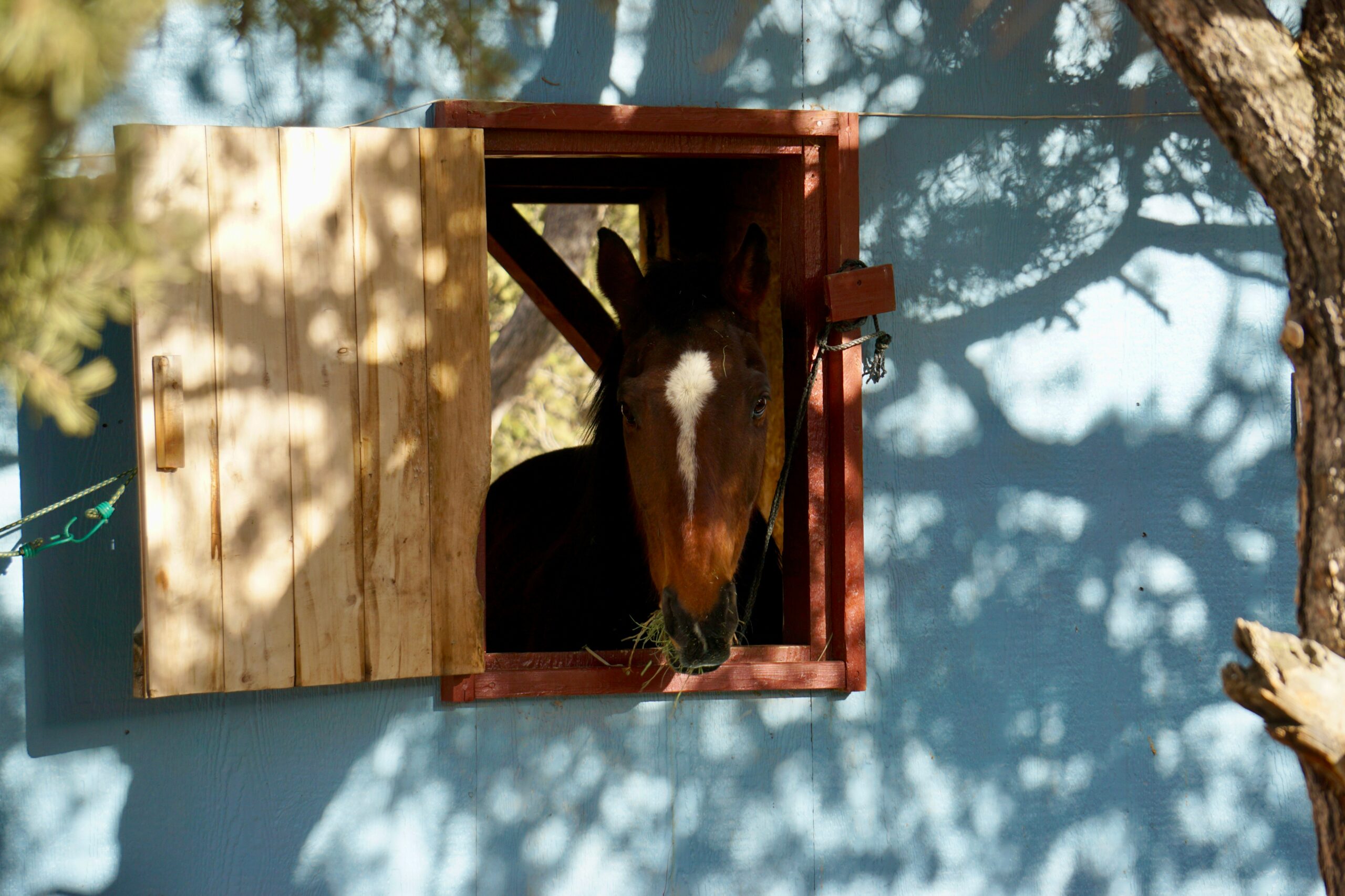 portable horse shelter benefits Setup Speed and Business Continuity