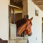 portable horse stables Competitor Gaps