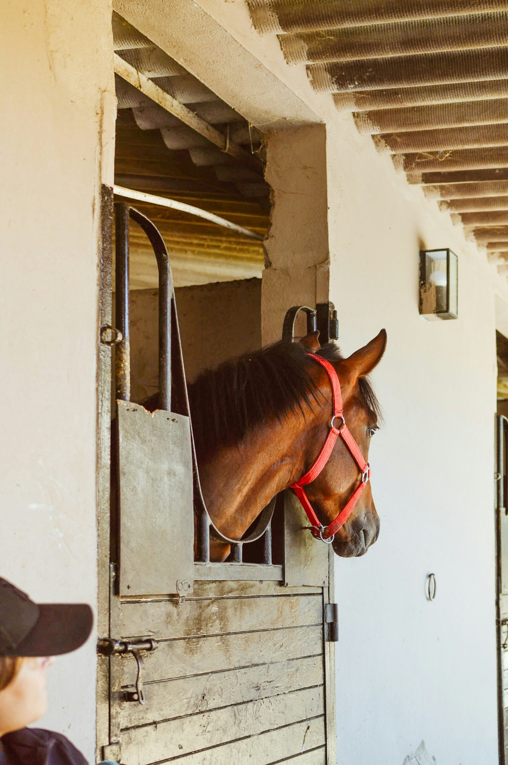 portable horse stables Competitor Gaps