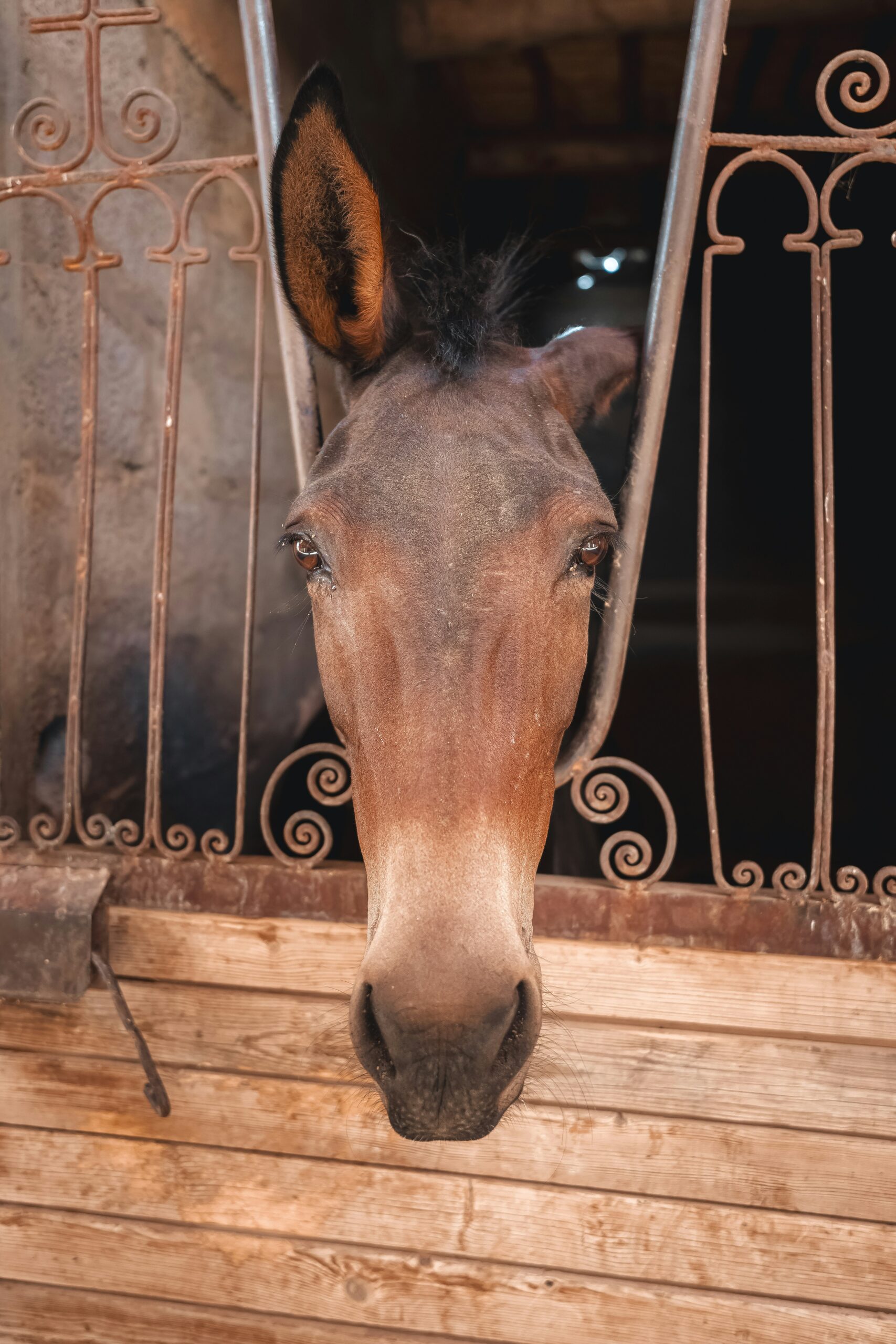 powder coated stall fronts 10-Year Cost Analysis Per Stall