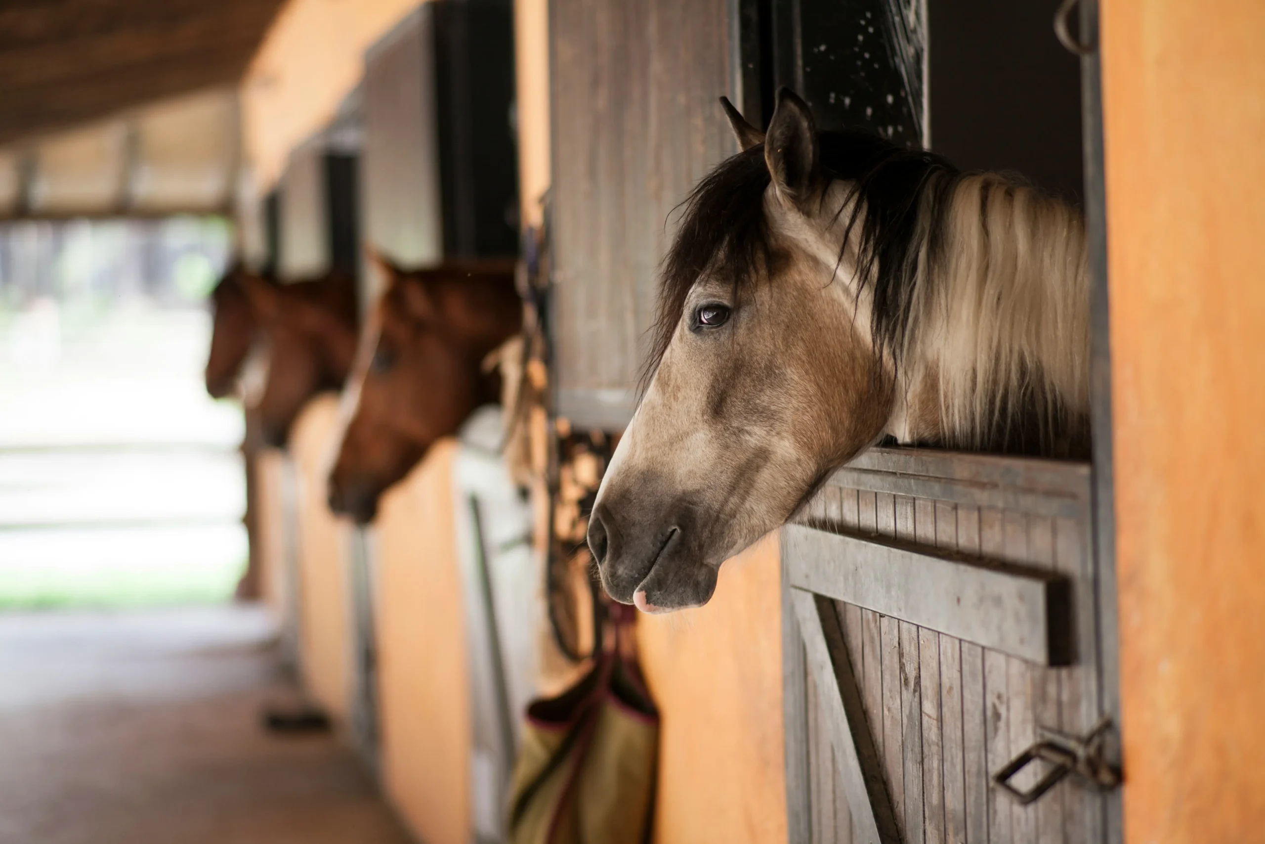 stable barn upgrade cost