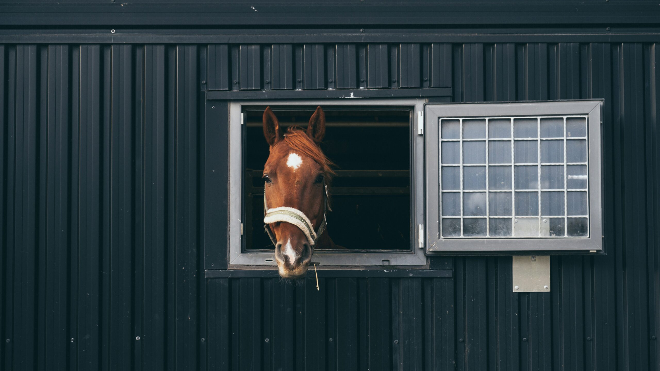 Thoroughbred Stables: Why Prefab Kits Fail Thoroughbred Stables: Why Prefab Kits Fail