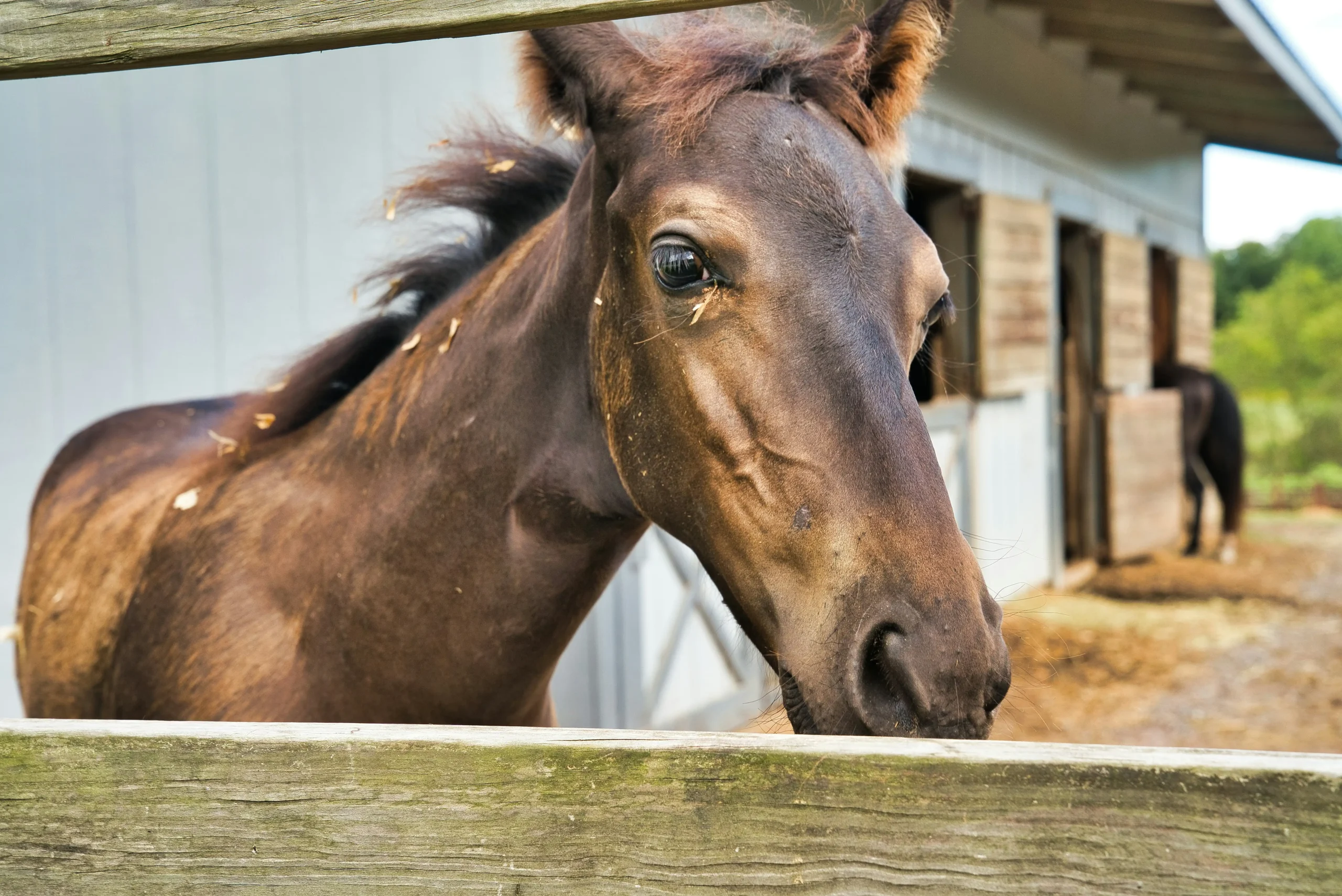 damaged horse stable shipping crate