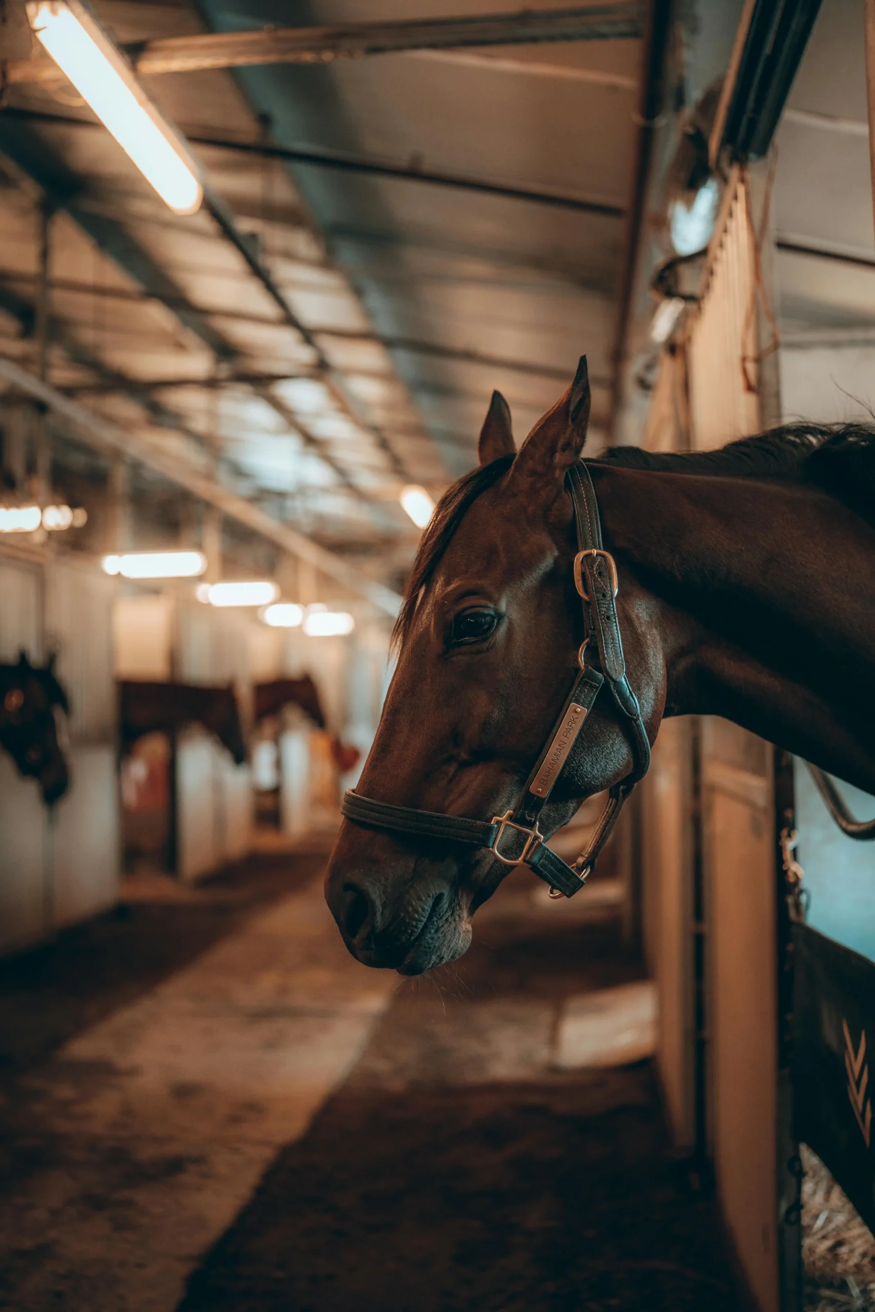 galvanized steel horse stable racecourse