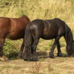 temporary stable anchoring